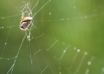 spider in nature. macro
