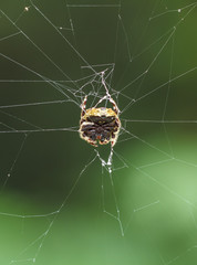 spider in nature. macro