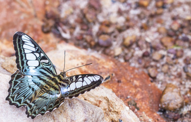 Beautiful butterfly in nature. Pang Sida National Park.