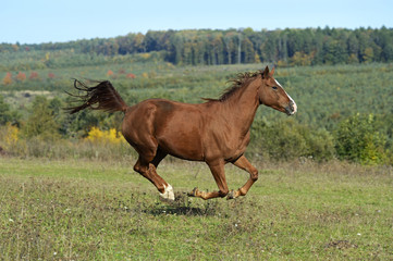 Fototapeta premium Horse