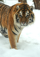 Fototapeta na wymiar Tygrys amurski