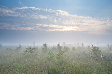 Fototapeta na wymiar misty sunrise over marsh with many little pine trees