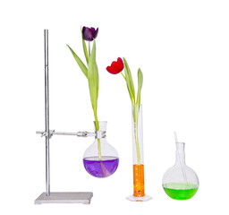 tulips flower in a test tube