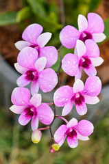 Fototapeta na wymiar Hybrydy Dendrobium storczyków jest białe i różowe paski