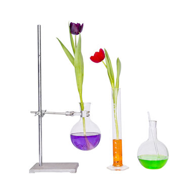 Tulips Flower In A Test Tube