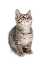 Cute striped kitten on a white background.