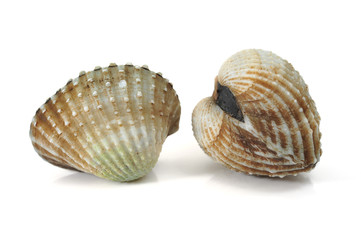 cockles