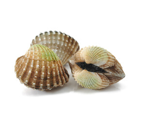 cockles