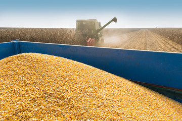 Obraz premium corn harvest