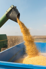 Fototapeta premium corn harvest