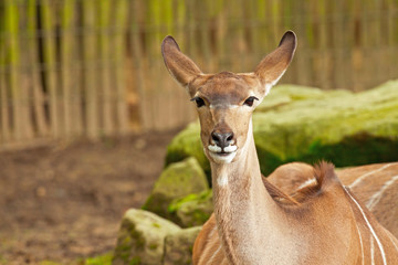 Kudu in the zoo.