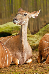 Kudu in the zoo.
