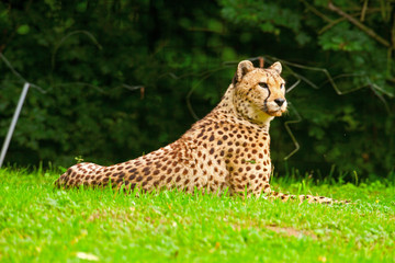 Fototapeta na wymiar Jeden leniwy gepardy odpoczynku na trawie w ogrodzie zoologicznym.