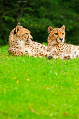 Two lazy cheetahs resting in the grass in the zoo.