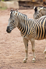 Fototapeta na wymiar Two zebras standing in zoo.