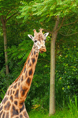 Rothschild giraffe in front of green trees in zoo. Head and long
