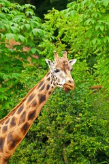 Rothschild giraffe in front of green trees in zoo. Head and long