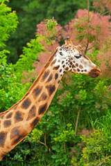 Rothschild giraffe in front of green trees in zoo. Head and long