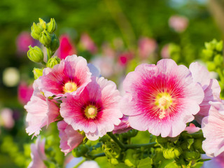 beautiful malva flower close up