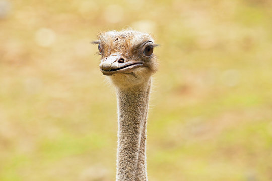 Close-up of the head of an adult ostrich in zoo.