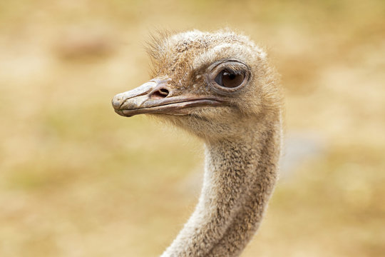 Close-up of the head of an adult ostrich in zoo.