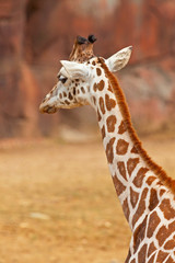 Rothschild giraffe in zoo. Head and long neck.