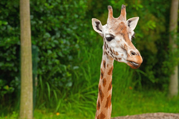 Rothschild giraffe in zoo. Head and long neck.