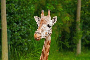 Naklejka na ściany i meble Rothschild giraffe in zoo. Head and long neck.