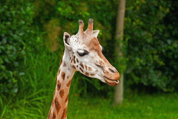 Rothschild giraffe in zoo. Head and long neck.