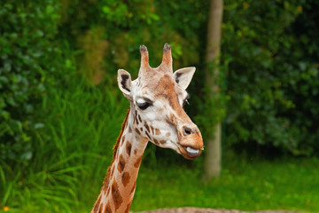 Rothschild giraffe in zoo. Head and long neck.