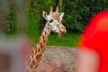 Rothschild giraffe in zoo. Head and long neck.