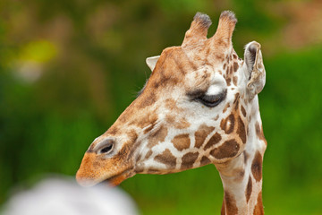 Rothschild giraffe in zoo. Head and long neck.