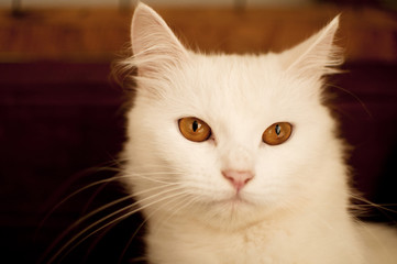 White Persian cat
