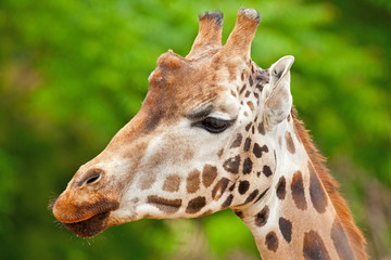 Naklejka na ściany i meble Rothschild żyrafa w zoo. Głowa i długa szyja.