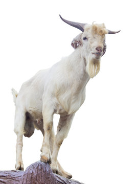 Goat standing up