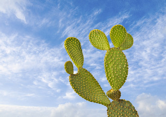 Opuntia cactus