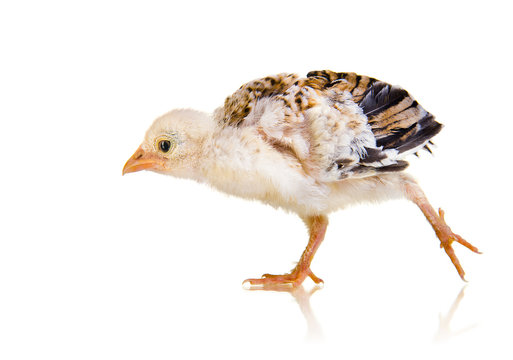 little chick