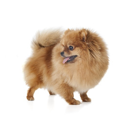 Obraz premium Pomeranian dog breed on a white background in studio