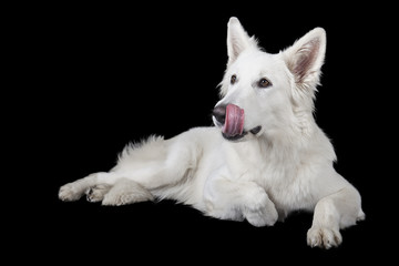 Dog Breed on a black background in studio