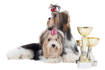 Yorkshire terriers are playing chess on a white background