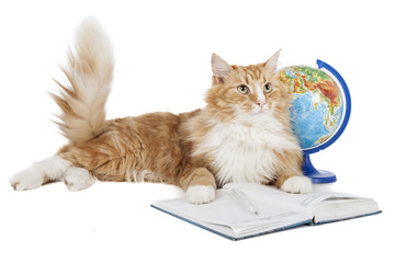 cat with a globe on a white background in studio
