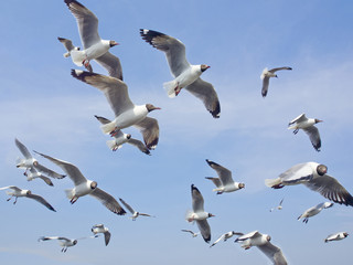 seagull on blue sky background