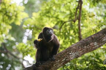 Obraz premium Ateles geoffroyi vellerosus Spider Monkey in Panama eating banan