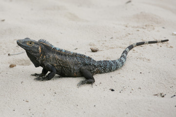 Black Iguana, Ctenosaura similis in the sand