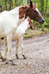 piebald horse and foal on forest road