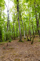 forest in caucasus mountains