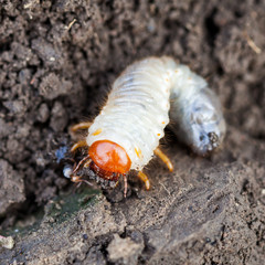 white grub of cockchafer on ground