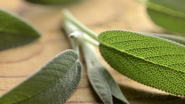 Salvia officinalis