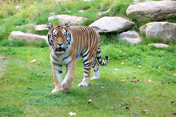 Tiger Approaching
