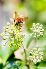 flower fly volucella inanis on blossoms of ivy